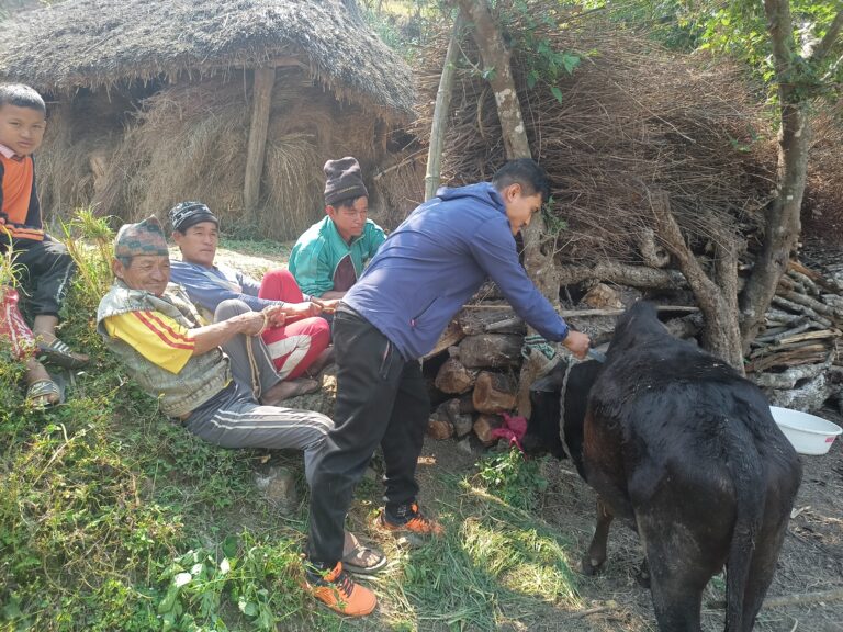 यस्ता छन् माथागढीका यो वर्षका पशु विकास कार्यक्रम