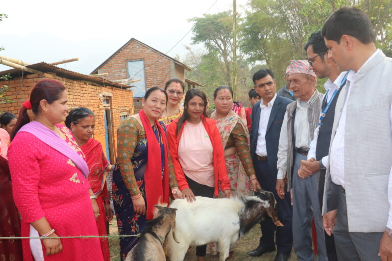 नस्ल सुधारका लागि रामपुरमा उन्नत जातको विउ बोका वितरण