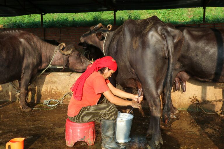 सहकारी प्रभावः गोरू बेचेर लैनो भैसी किन्न थाले किसानले