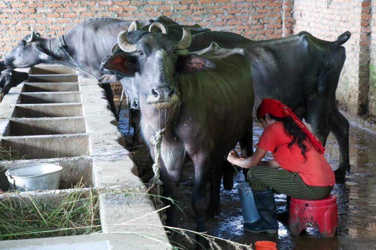 किसानले गोरू बेचेर लैनो भैसी किन्न थाले