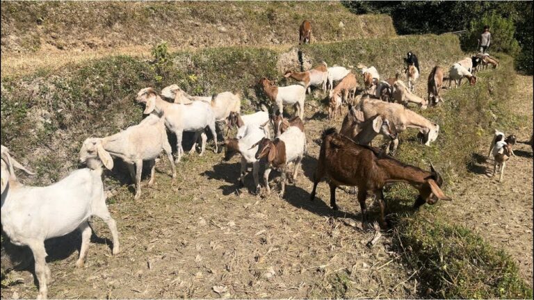 बाख्रा बेचेर करोडौ रकम भित्रिन्छ रम्भा गाउँपालिकामा