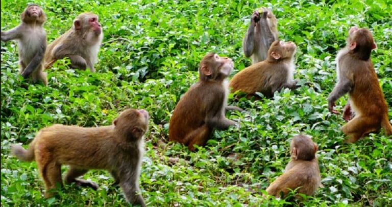 बाँदरले मान्छे लखेट्न थाले